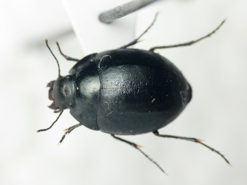 Tenebrionidae Latreille, 1802